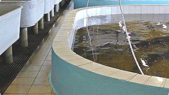 large fish farm tank