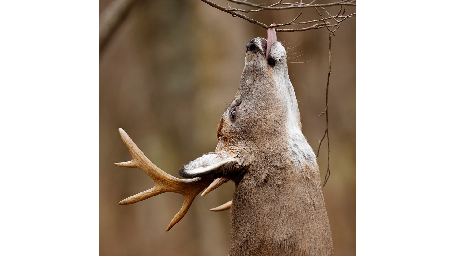 Deer-Scrape