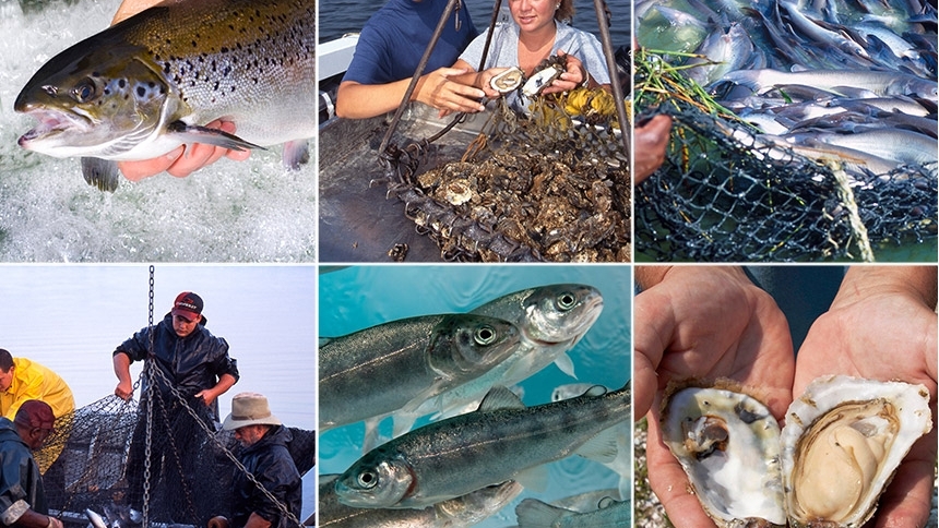 collage of aquaculture images
