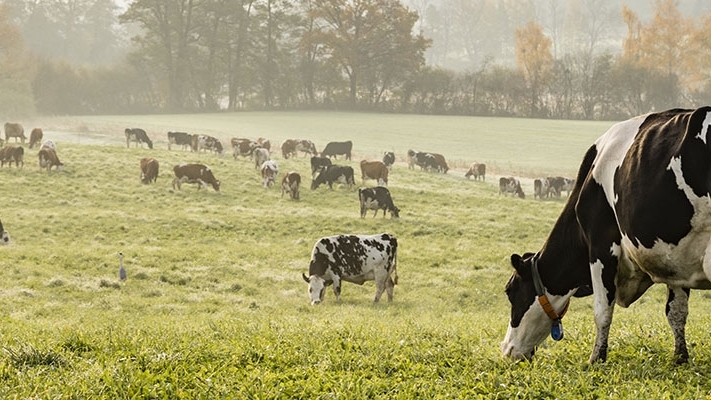 Many cows in a field on a farm