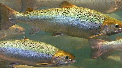 U.S. farmed Atlantic Salmon