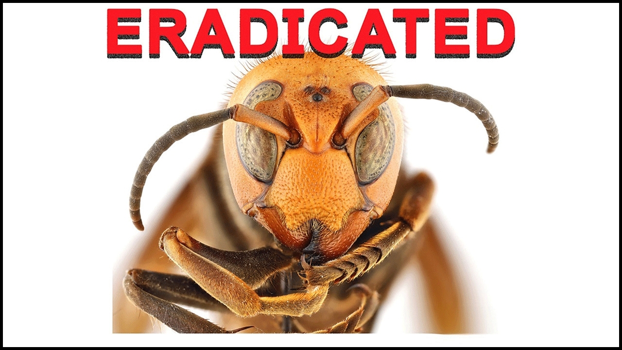 close-up image of an northern giant hornet