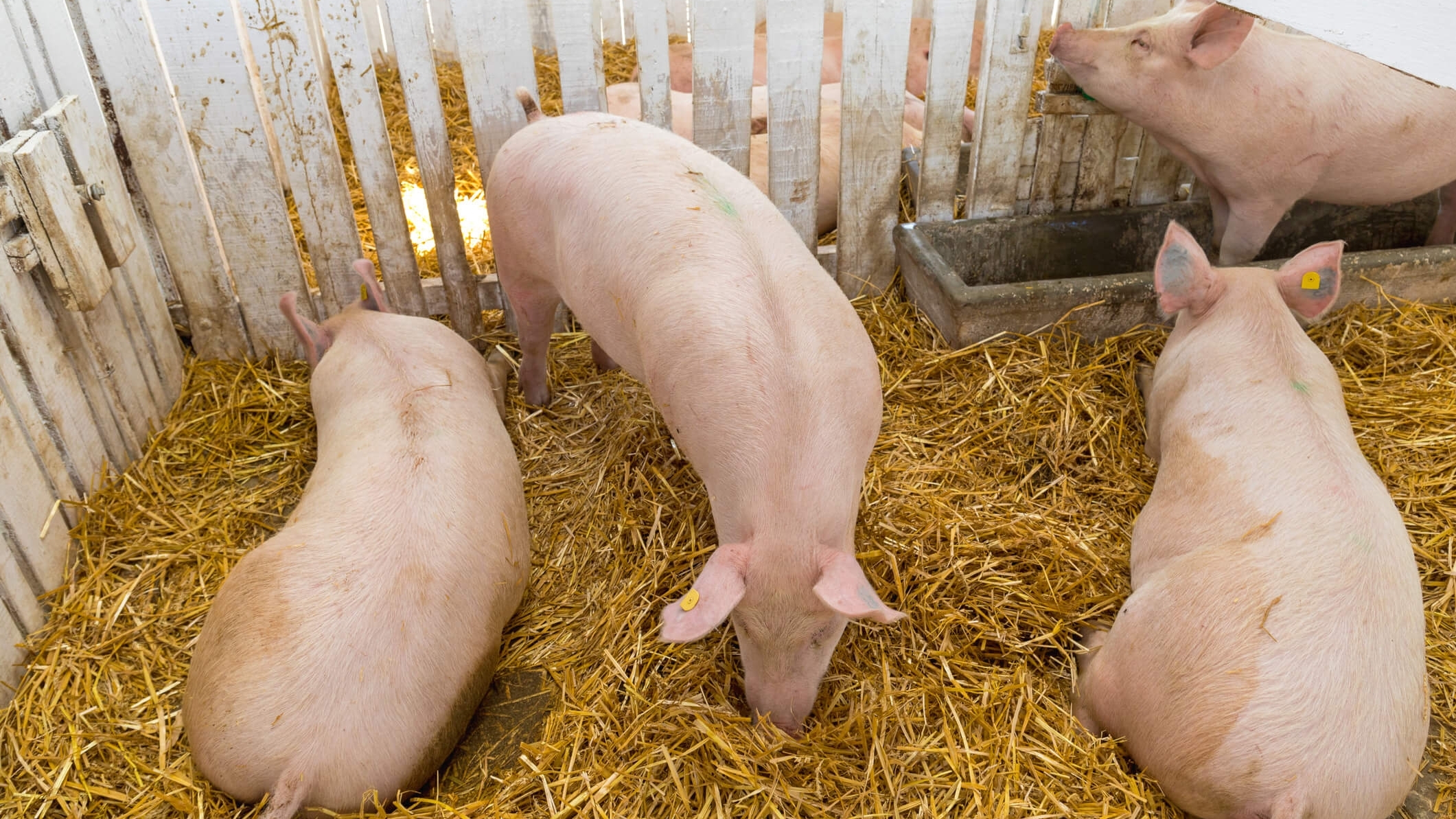 pig in a group