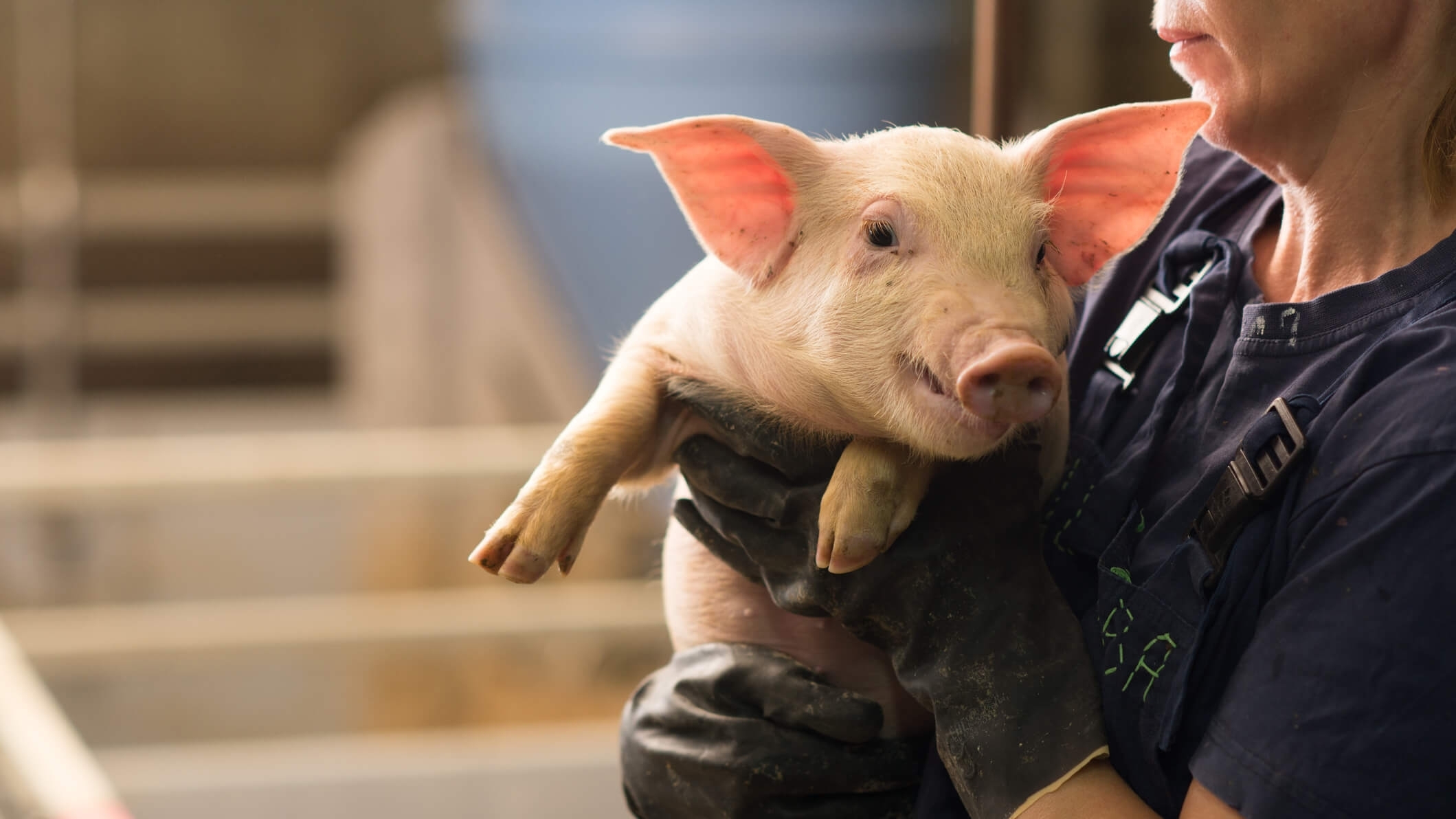 handler holding a pig