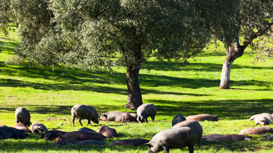pigs grazing