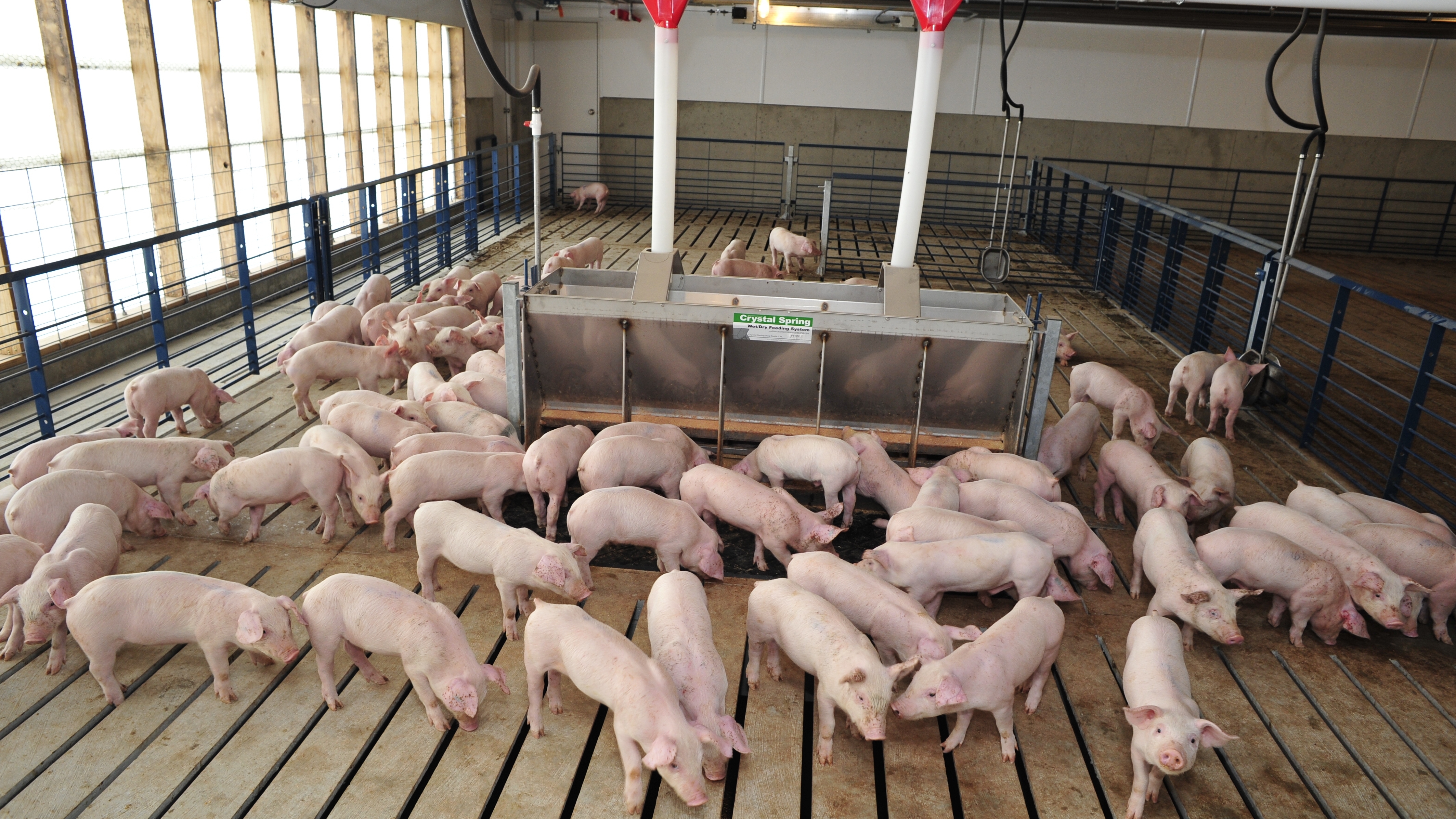 young pigs horizontal