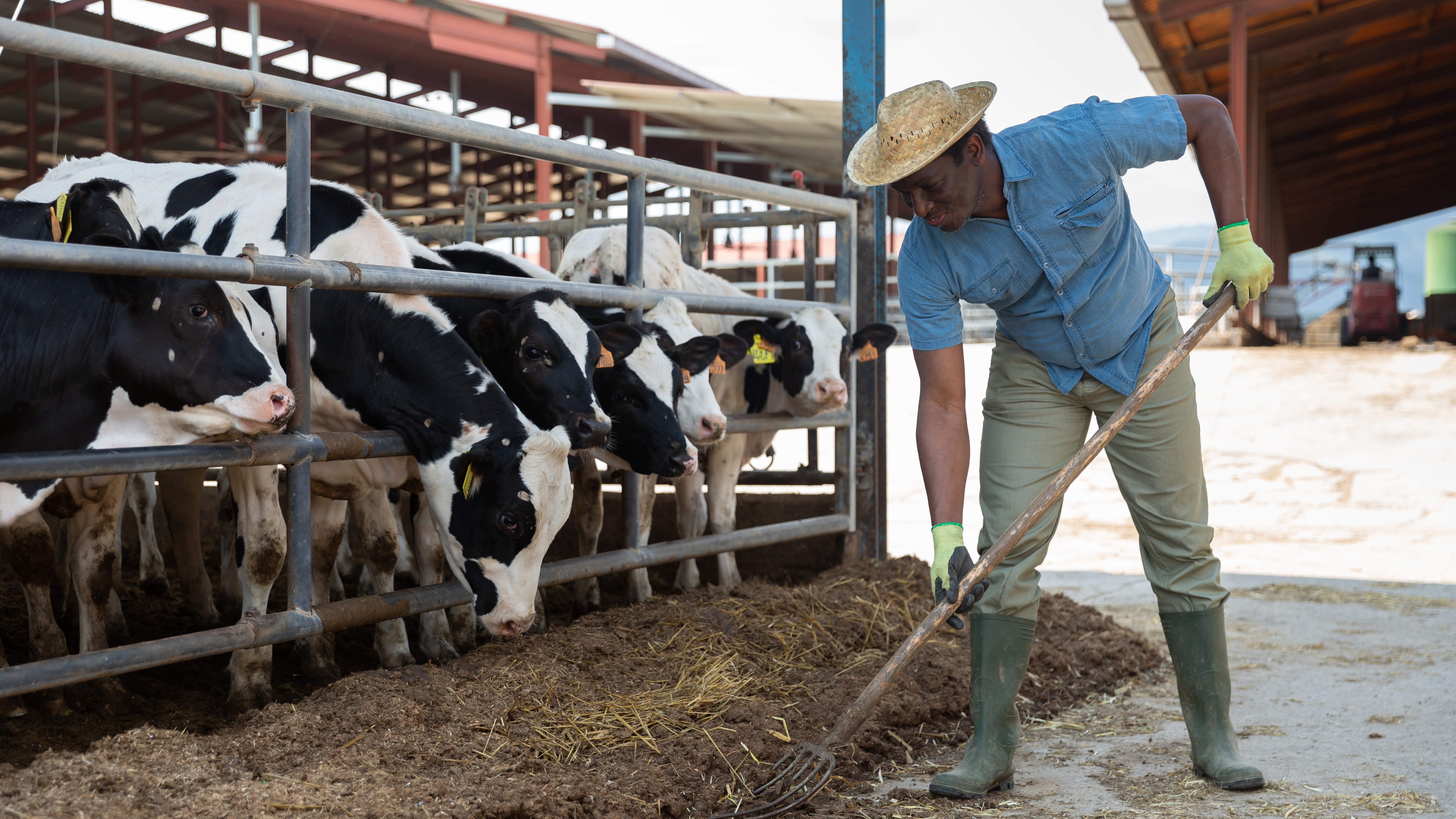dairy producer in boots and gloves shoveling hay next to a line of cows in an outdoor pen