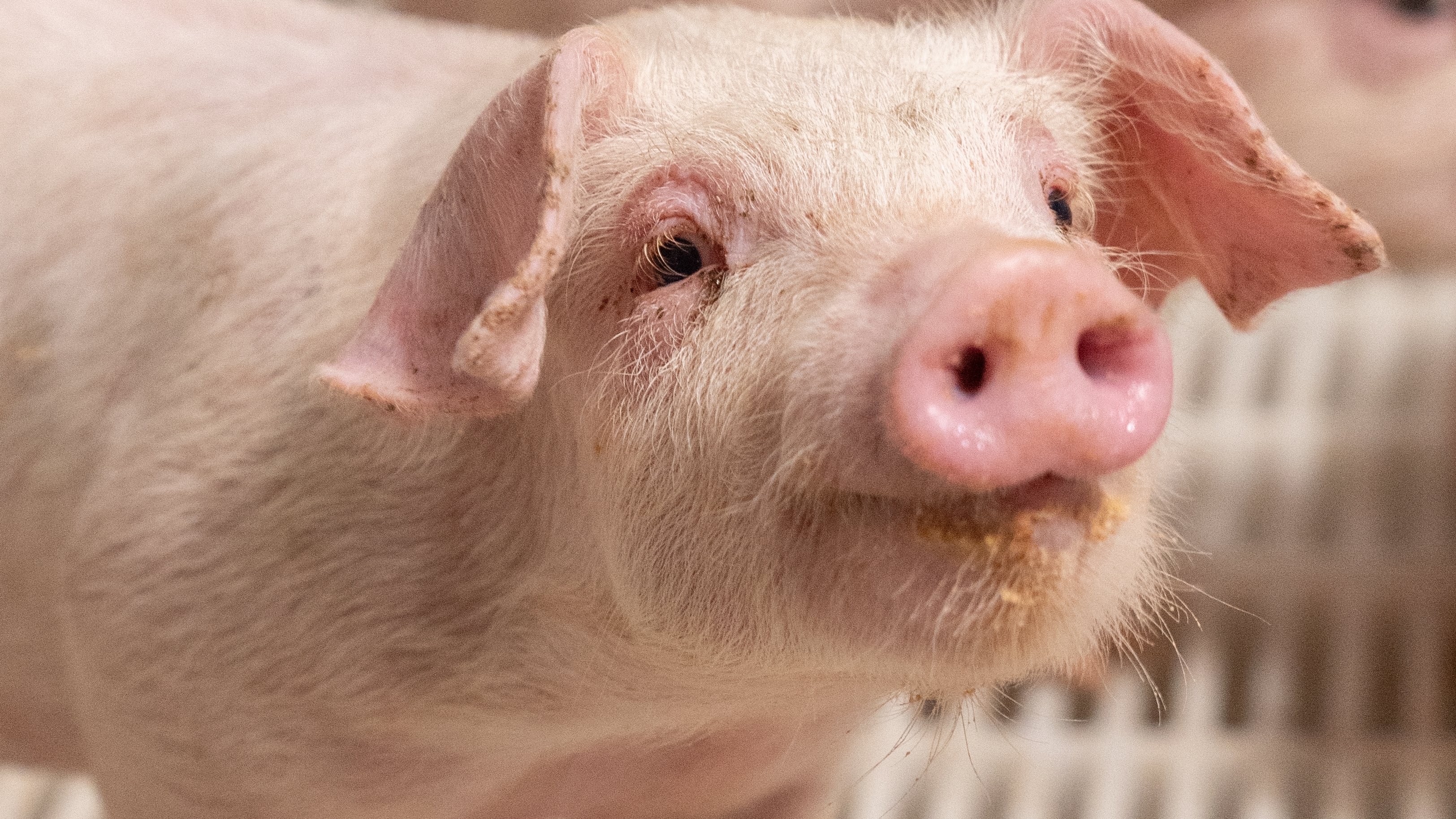 piglet