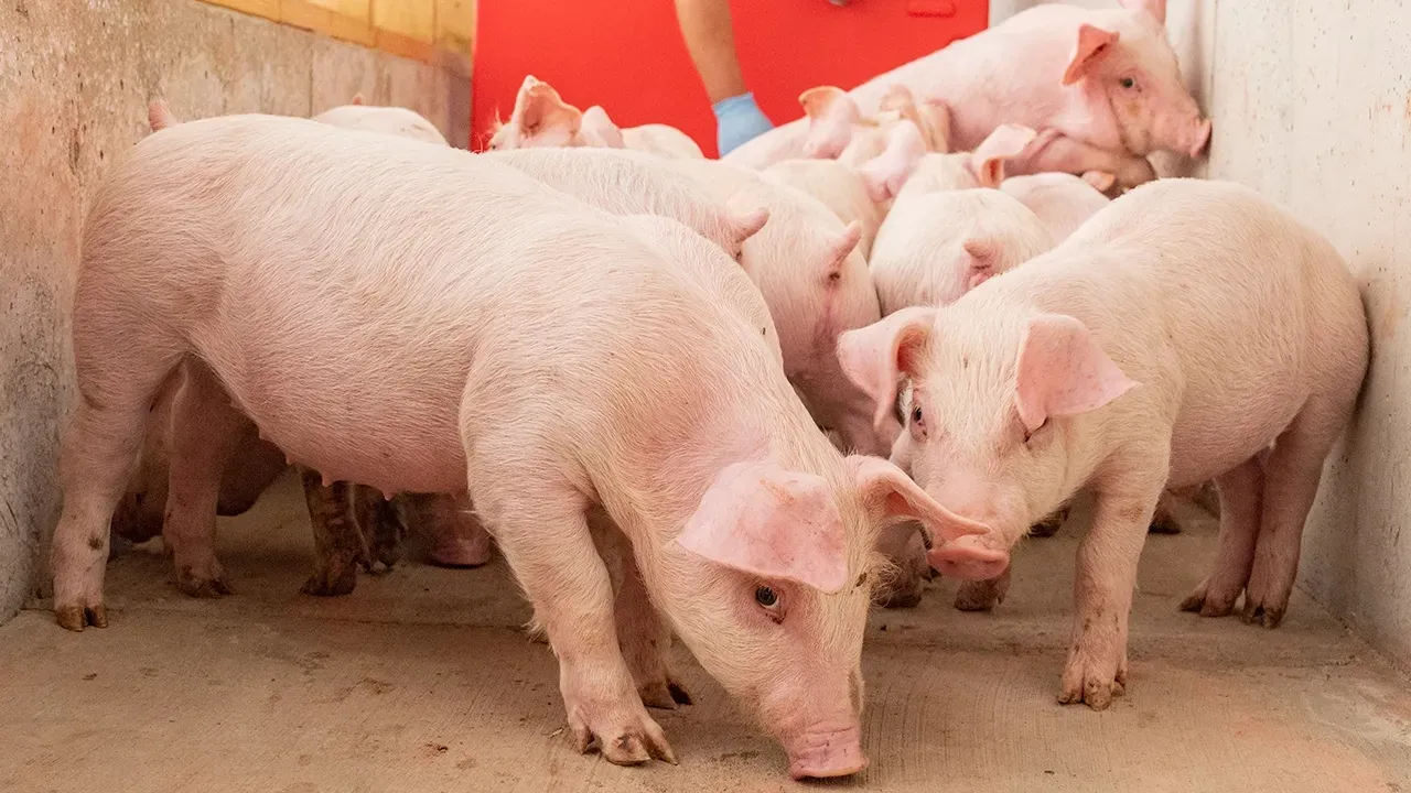 pig nursery