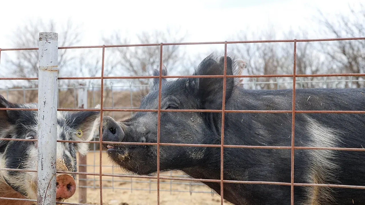 show pigs outdoors