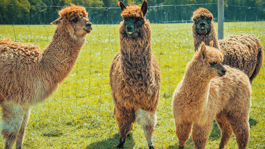 Alpaca's with brown wool