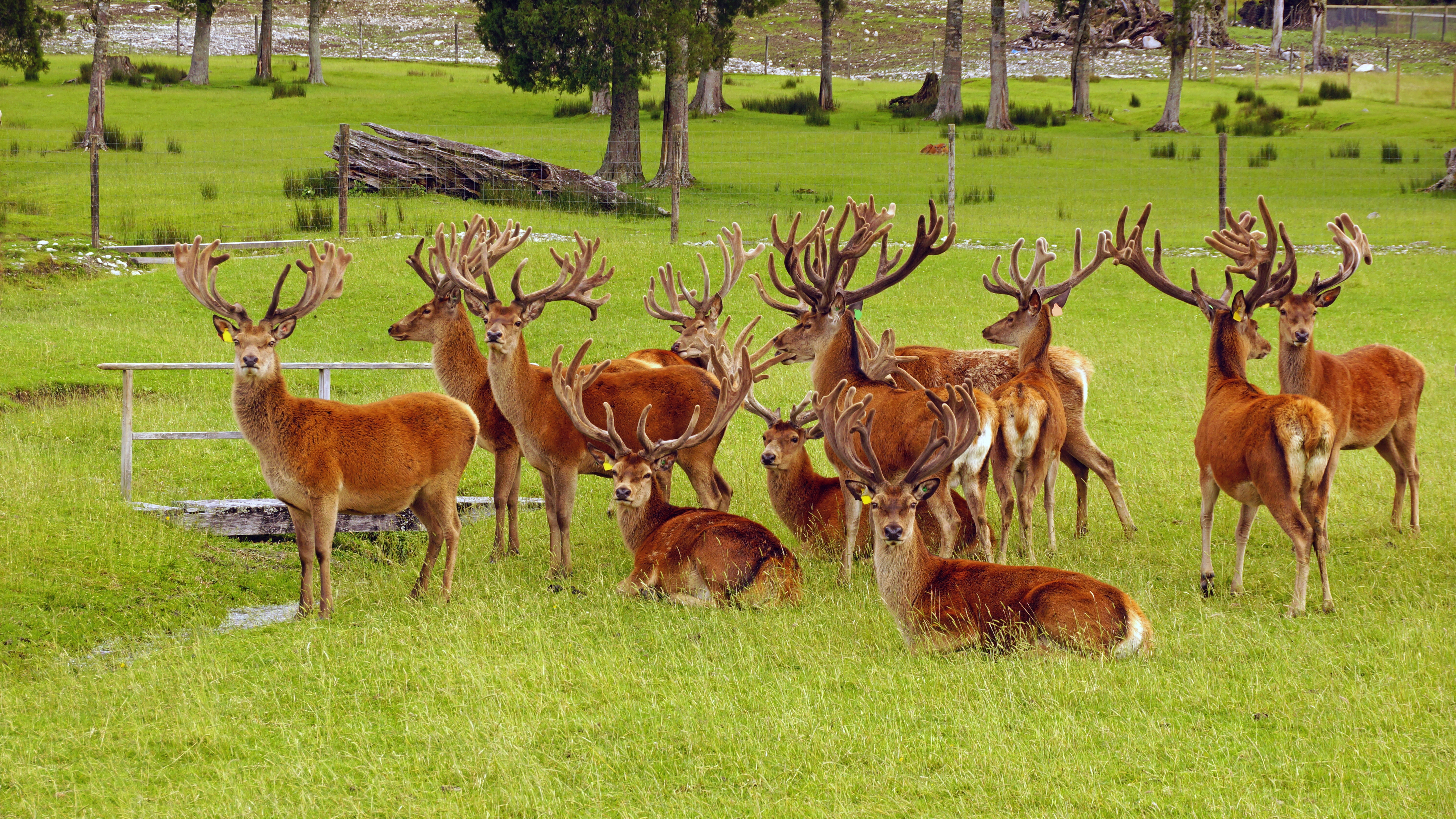 group of deer in a grassy field