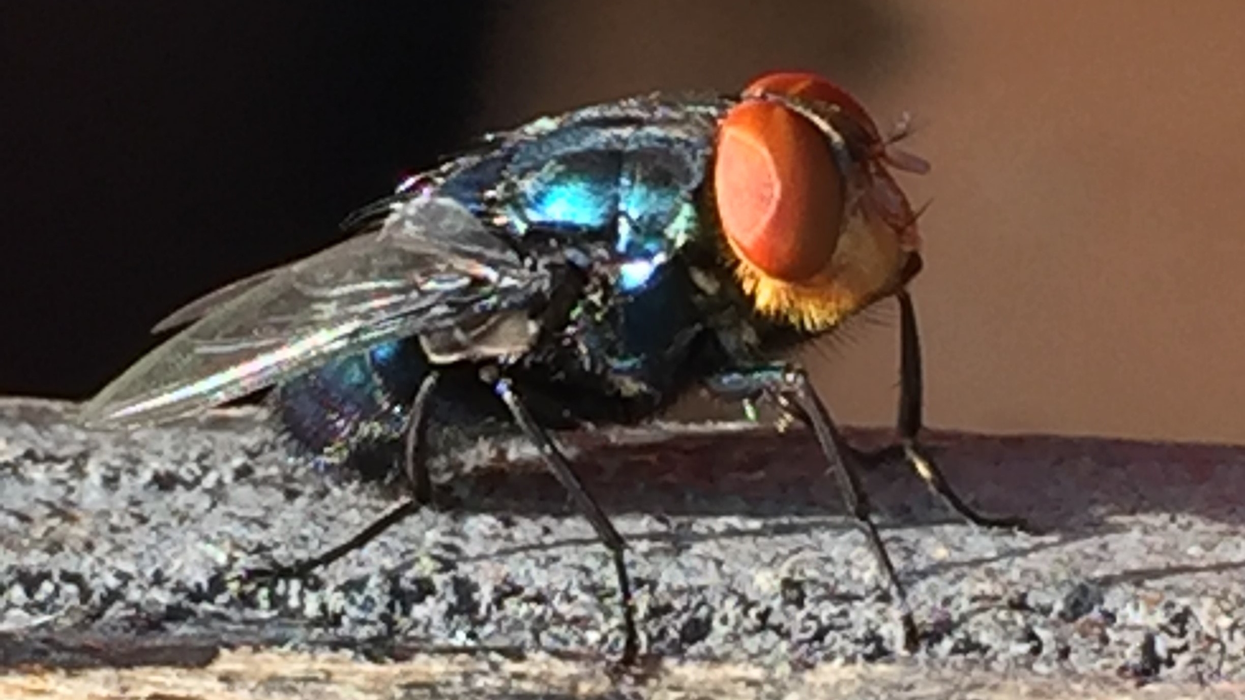 closeup image of a New World screwworm fly
