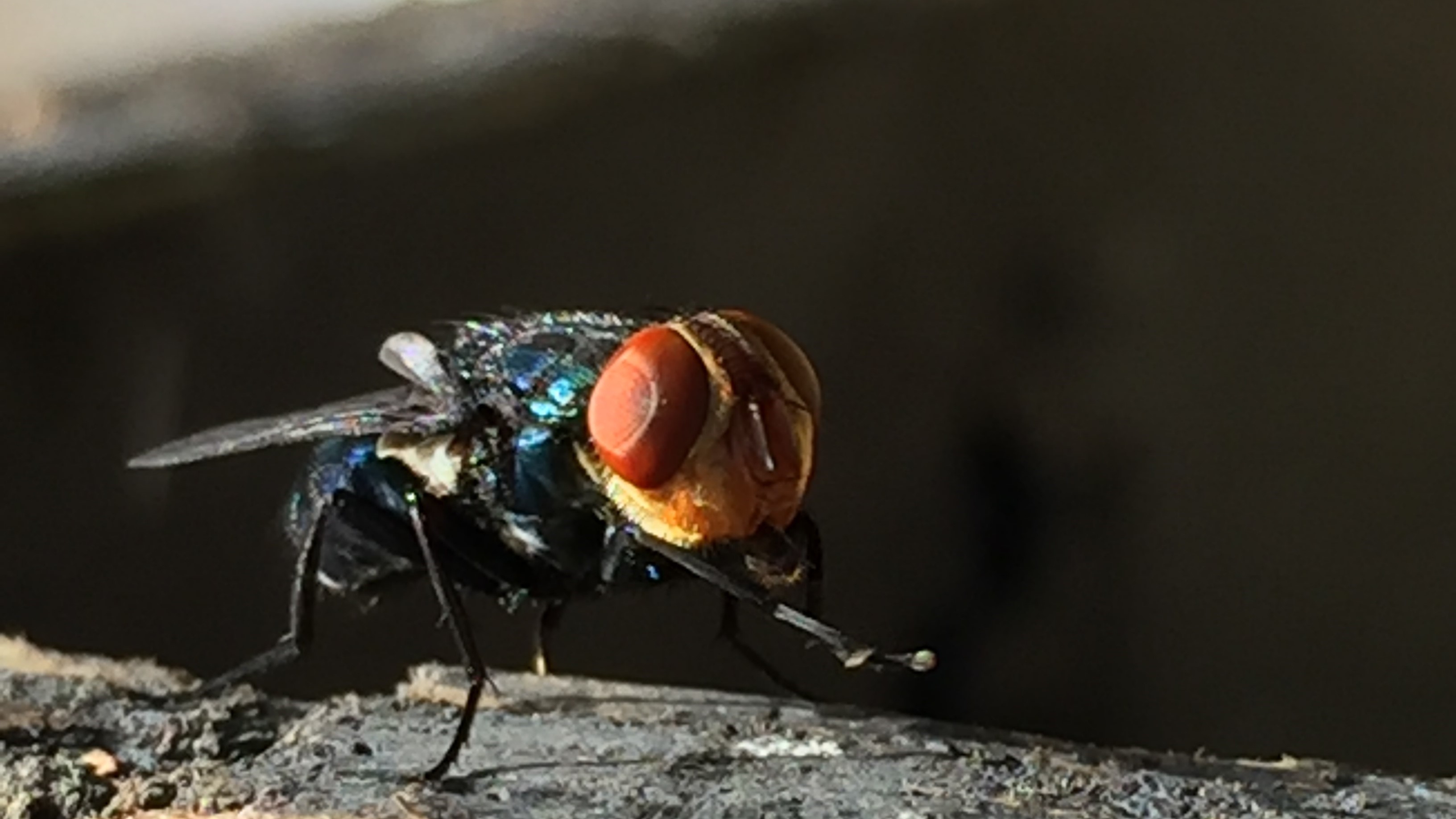 closeup image of New World screwworm fly