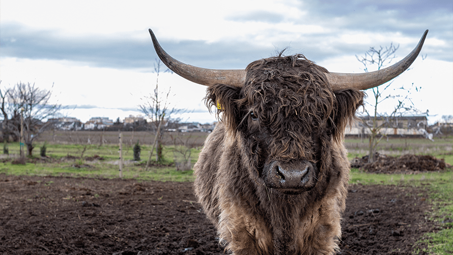 Brown yak in a grassy field