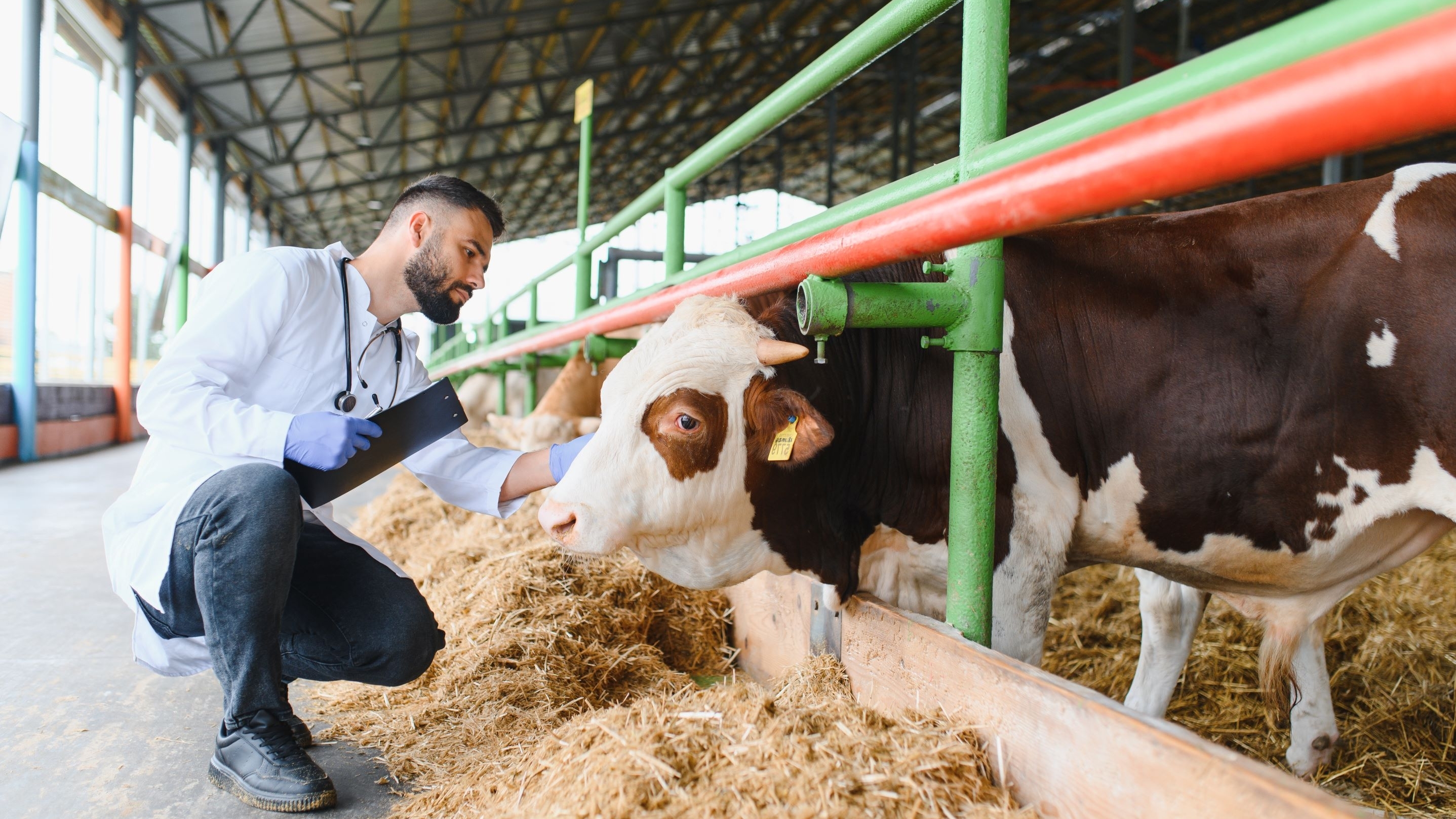 veterinarian examining a cow