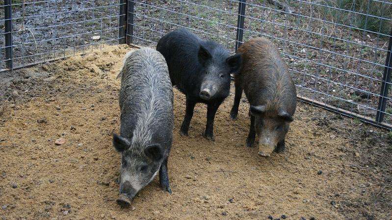 three feral hogs in a pen