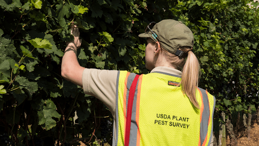 a_usda_employee_from_the_plant_pest_survey_observing_grapes