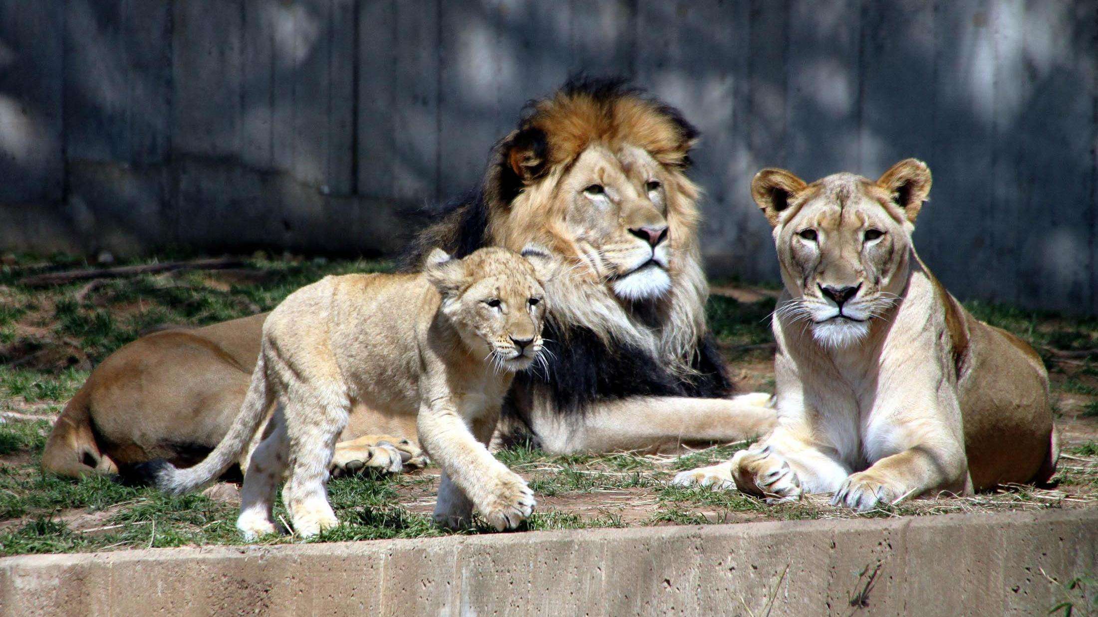 A lion family