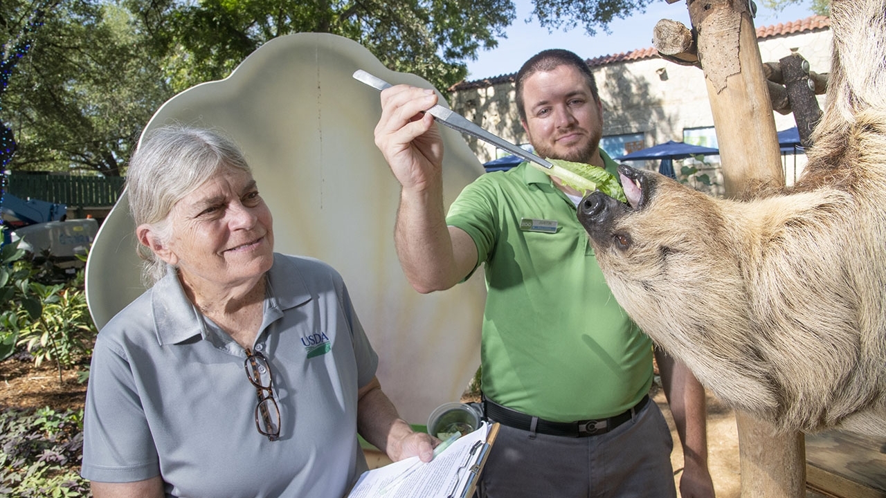 USDA employees caring for a sloth