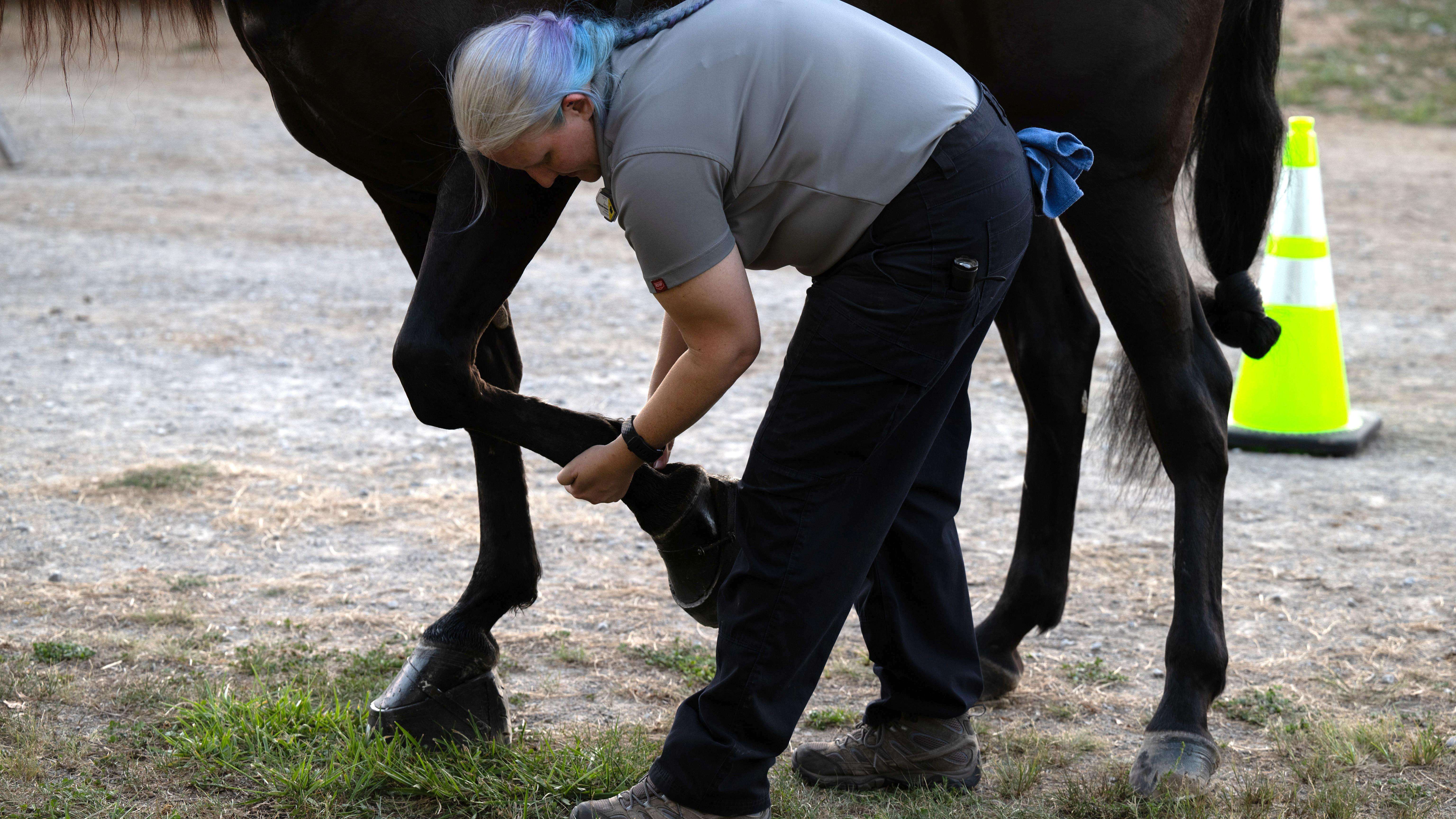 An usda employee checking a horse's legs.