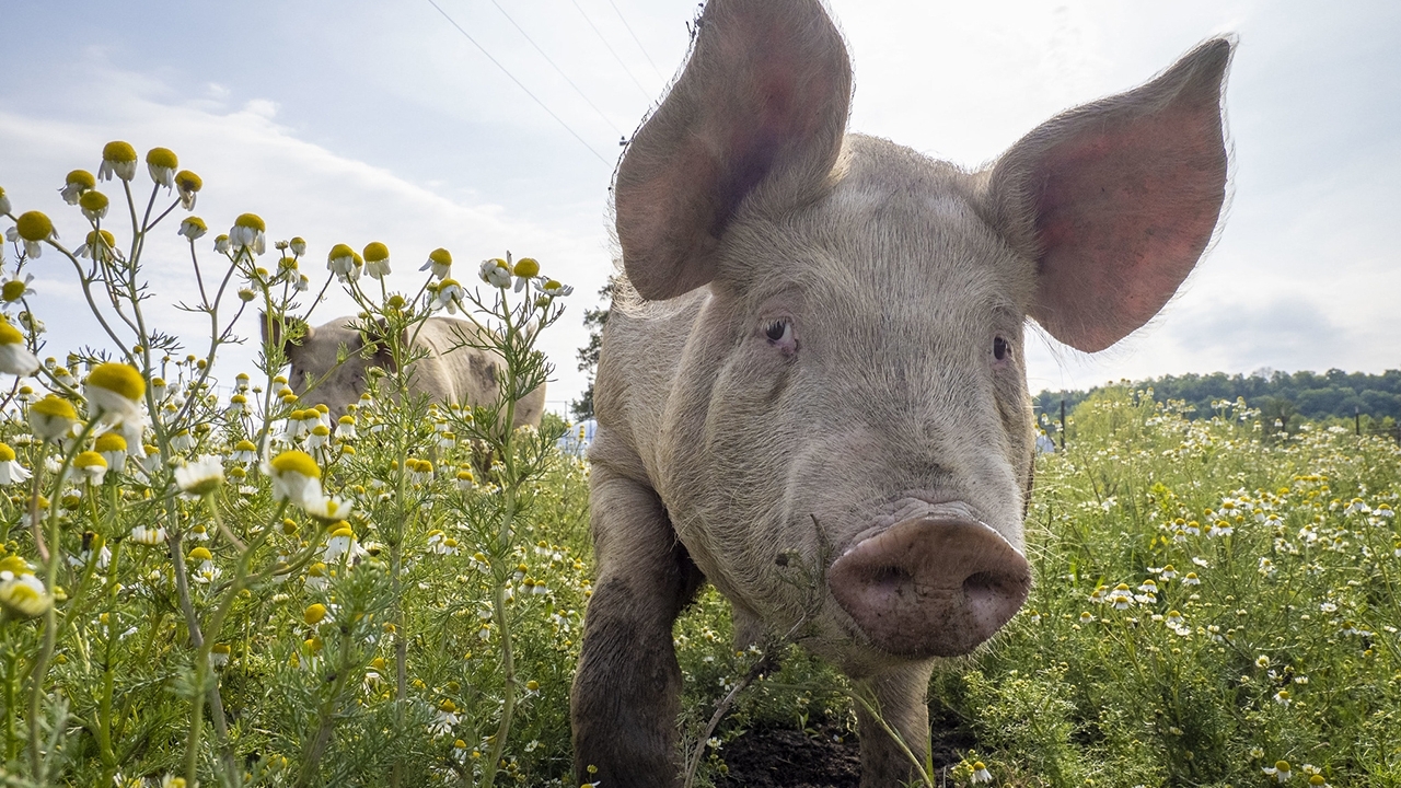 Adult pig walking through wildflowers in a meadow.