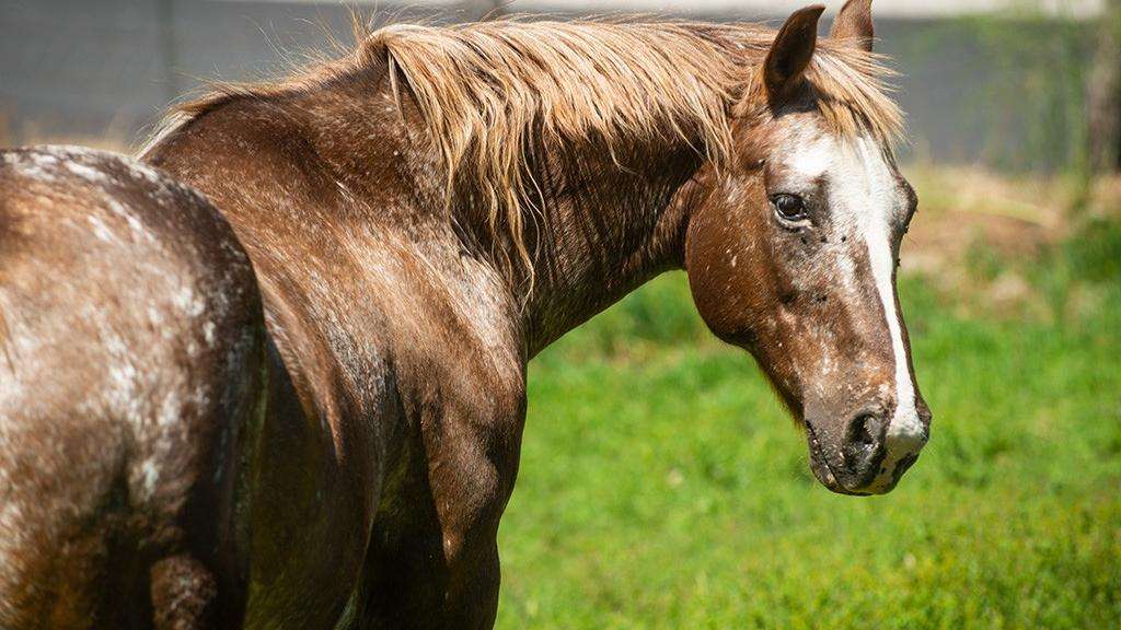 Brown horse with white patches on its face and hind quarter.
