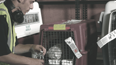 Airport employee next to pets in animal carriers.