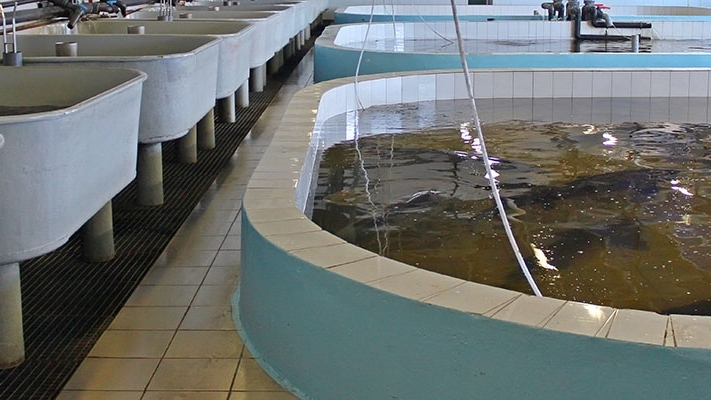 A photo of aquatic pools in a facility