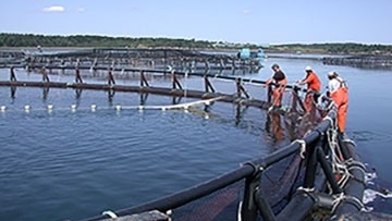 aquaculture