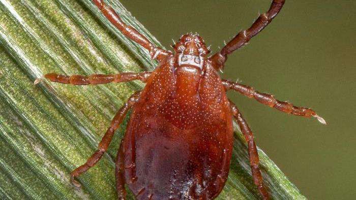 closeup image of reddish-brown tick on stem of a plant
