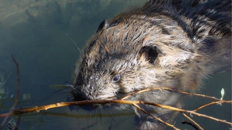 Beaver in water