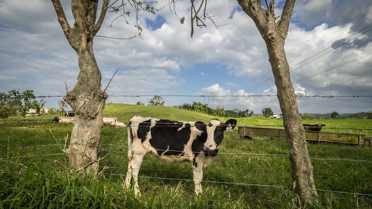 Black and white cow standing in a field between two trees.