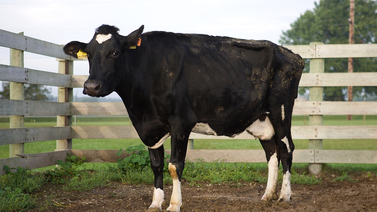 Black cow with white patches on its forehead, underbelly, and lower legs.