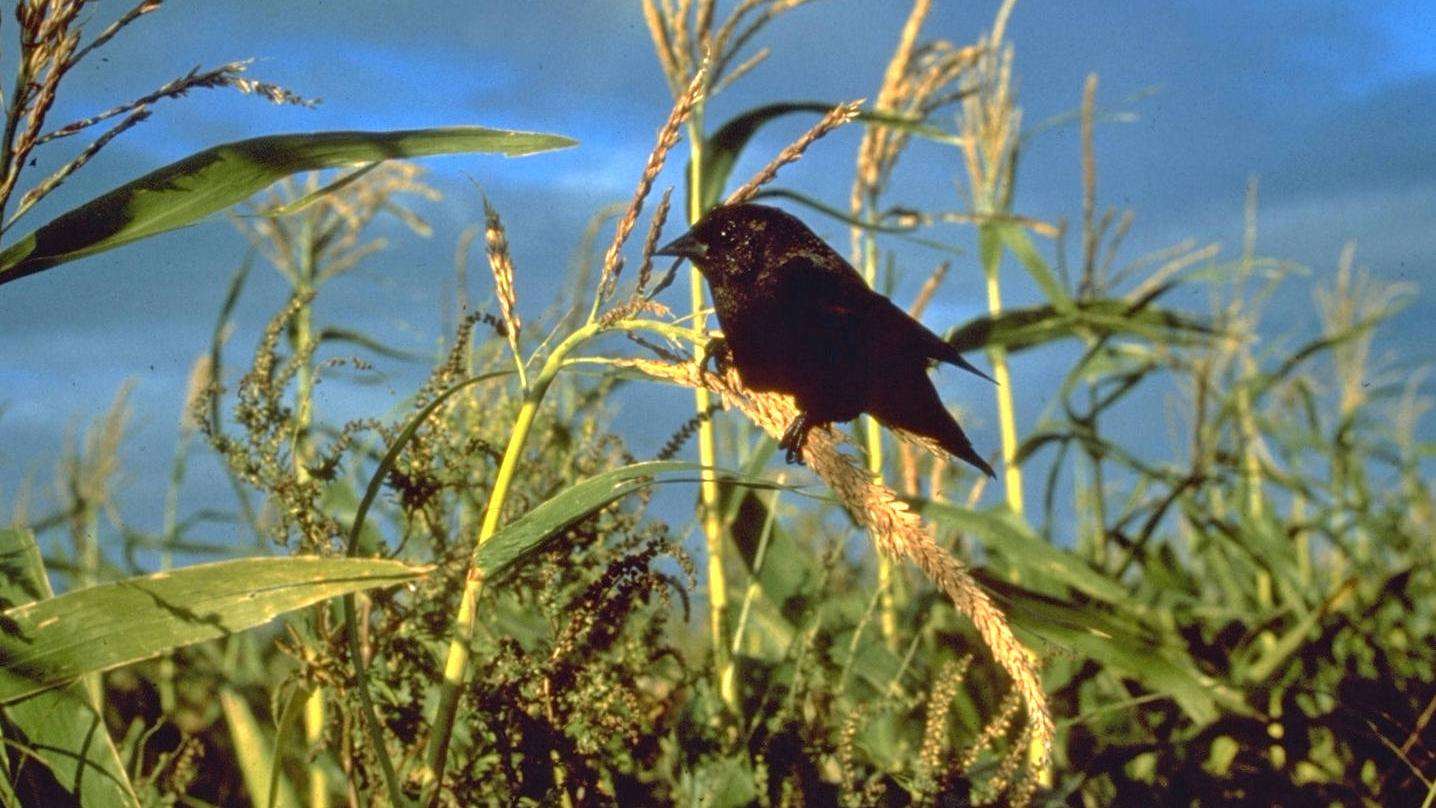 Blackbird sitting on a stalk of grain