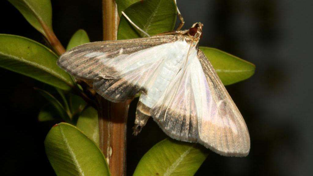 Adult box tree moth on the branch of a healthy boxwood plant with bright green leaves; the moth has white wings with a thick brown border.