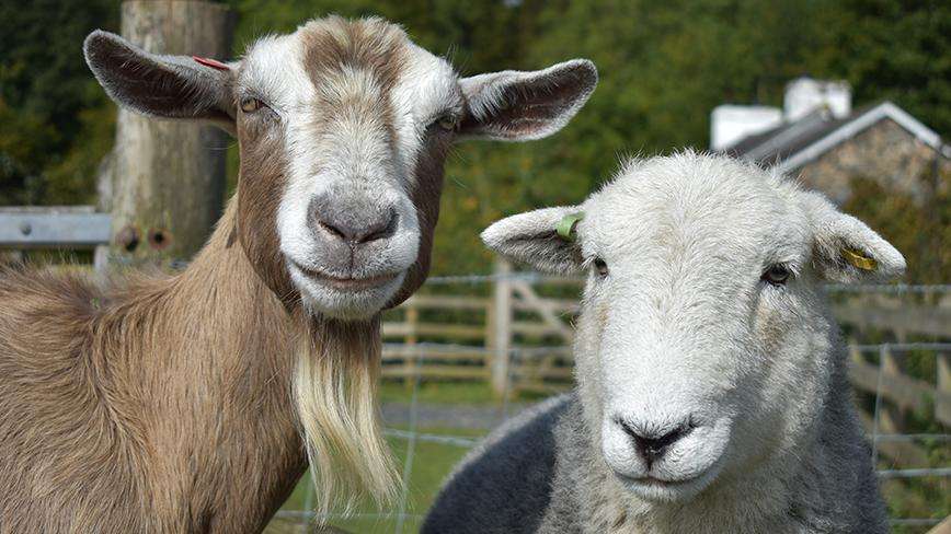 A brown goat and a white sheep stand together and look at the viewer.