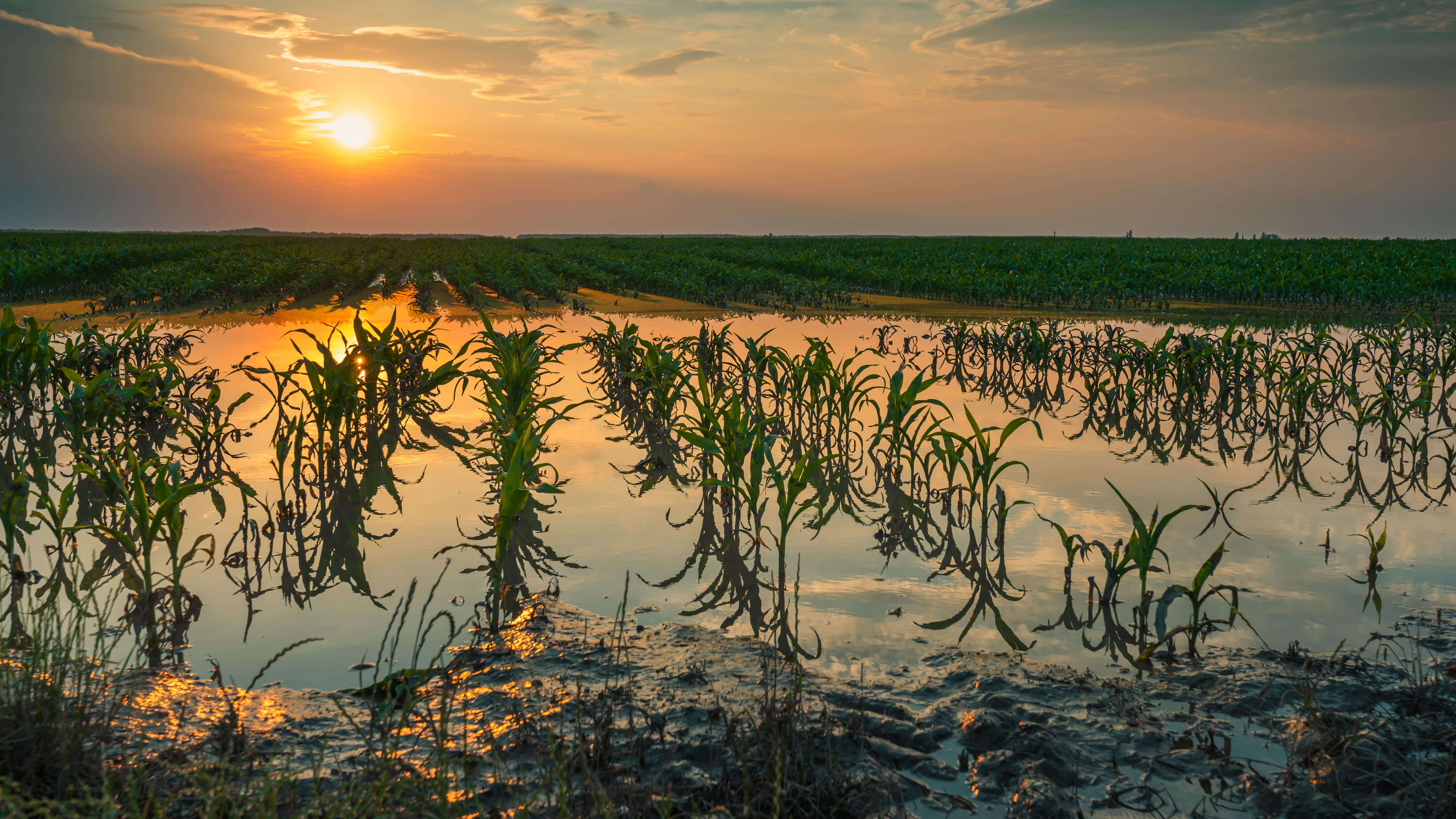 Flooded young corn field with damaged crops in sunset