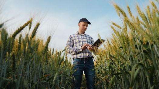 person standing in a crop field holding a tablet