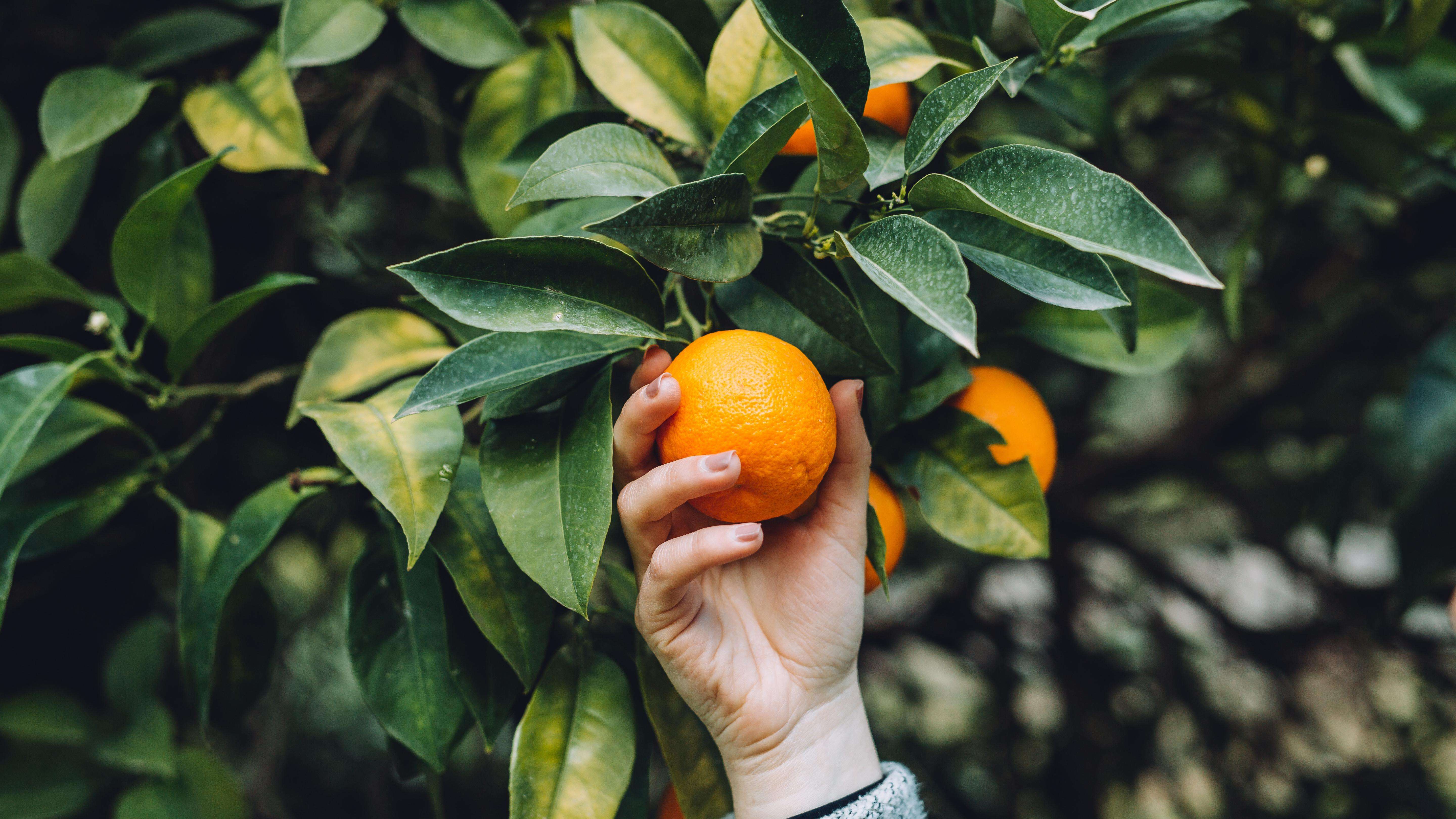 closeup of a person's hand reaching up to hold an orange on an orange tree