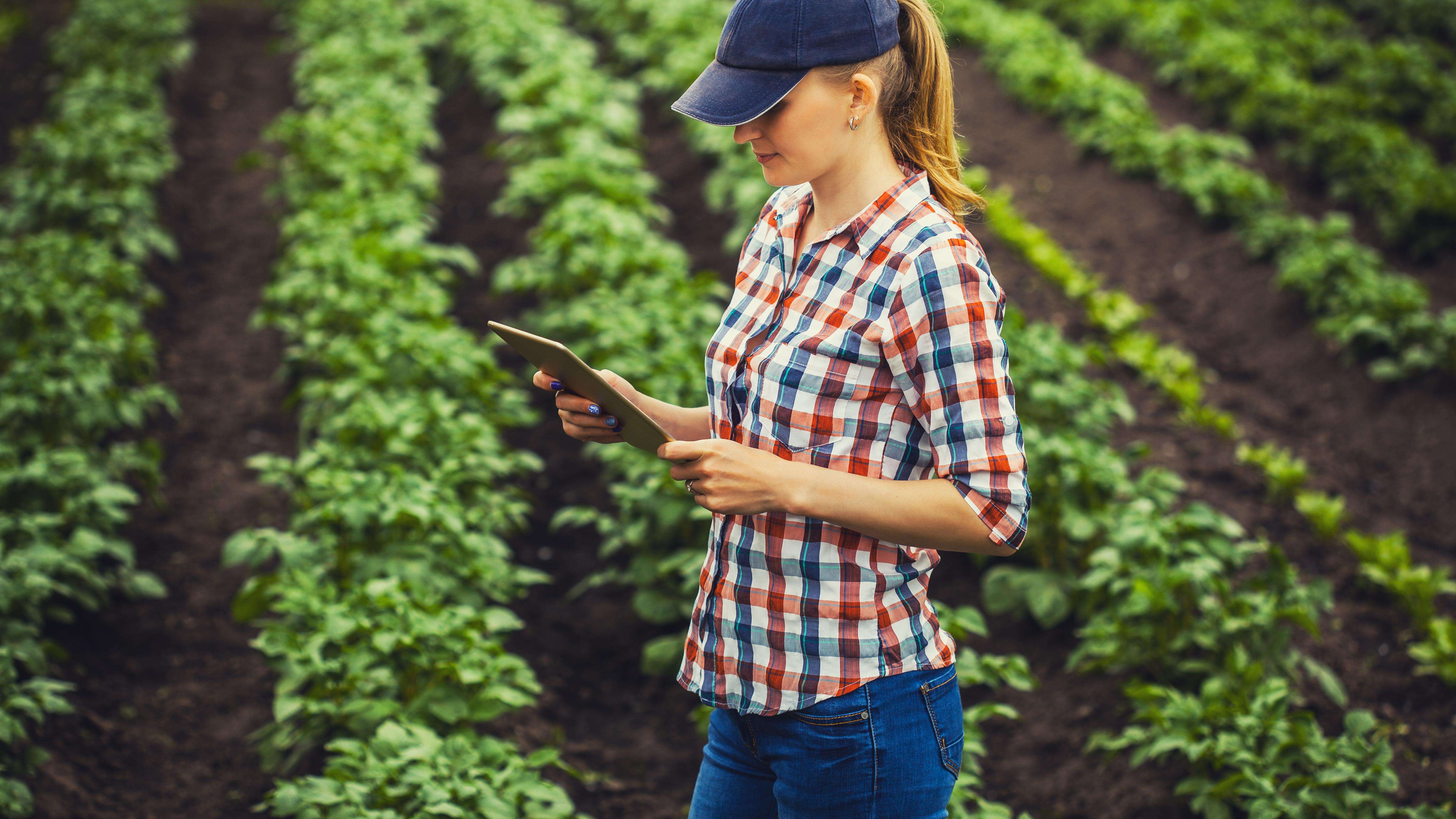 woman holding a tablet standing in a potato field