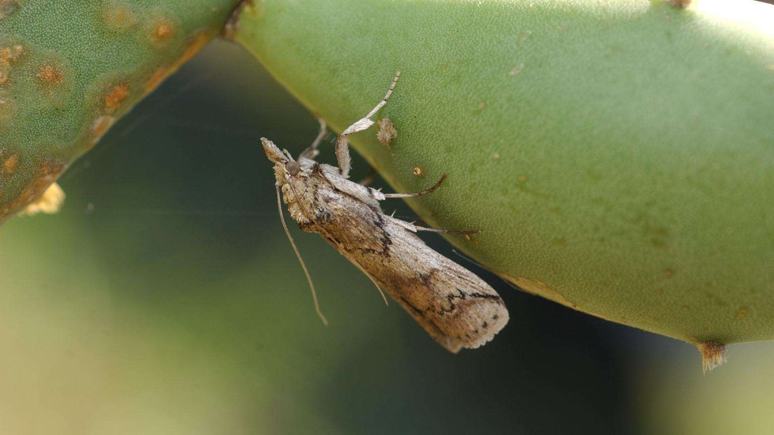 Grayish-brown moth with black lines on its wings on a cactus flower bud.