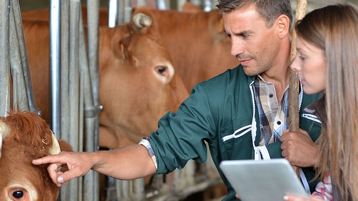 Two veterinarians inspecting cattle