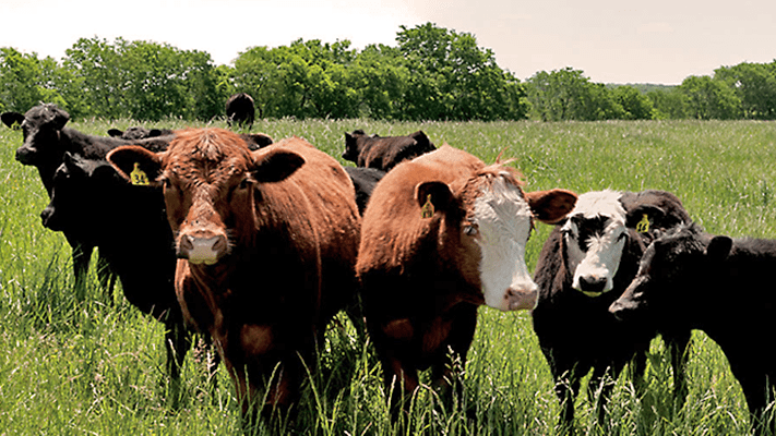 Cows in a grassy field