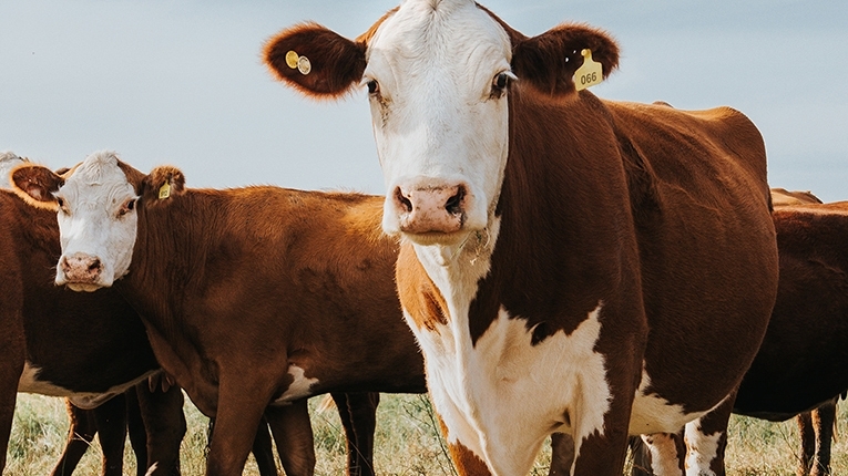 A field of brown and white cows stand looking at the viewer.