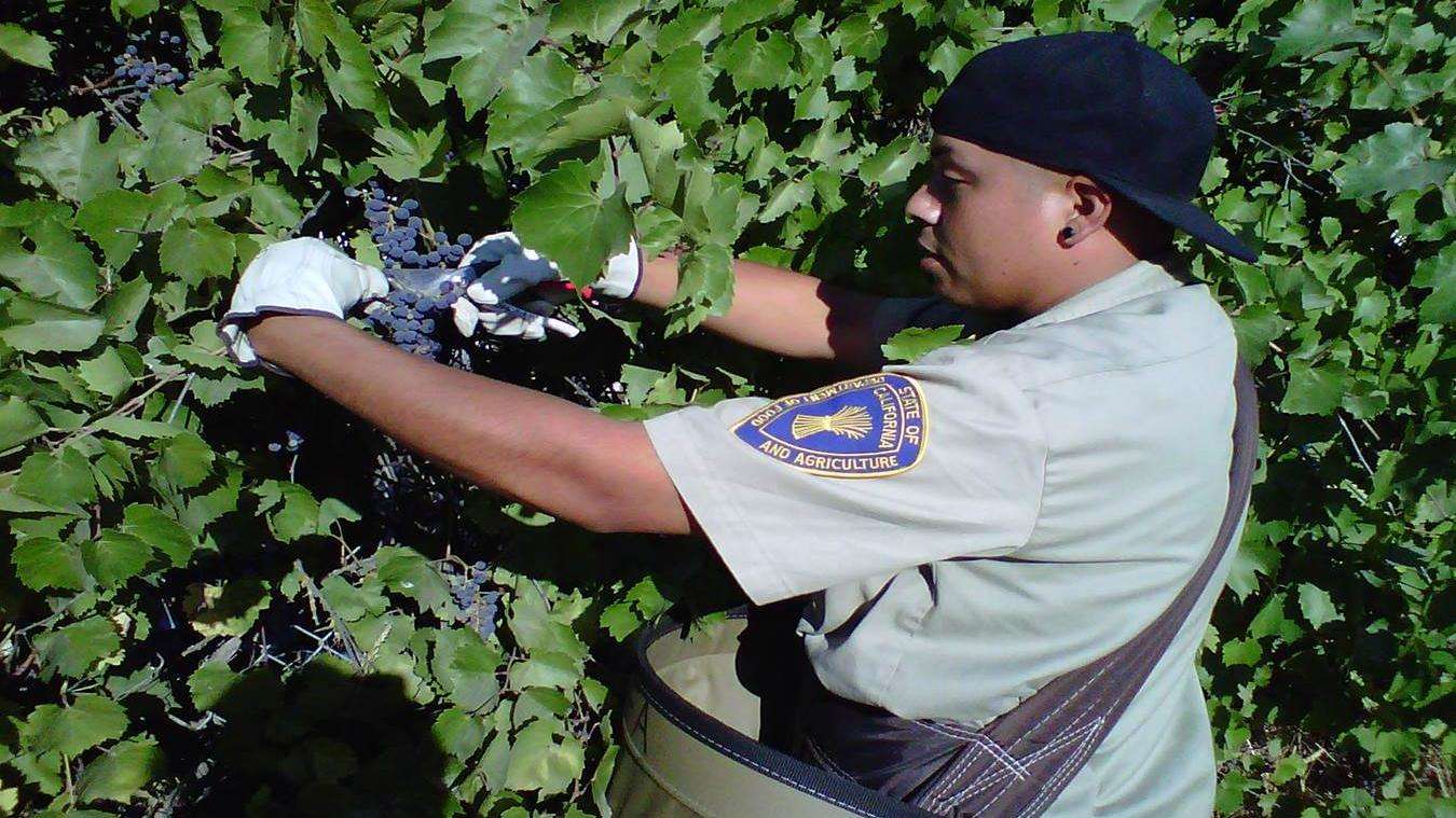 California Department of Agriculture employee inspects grapes for pests.