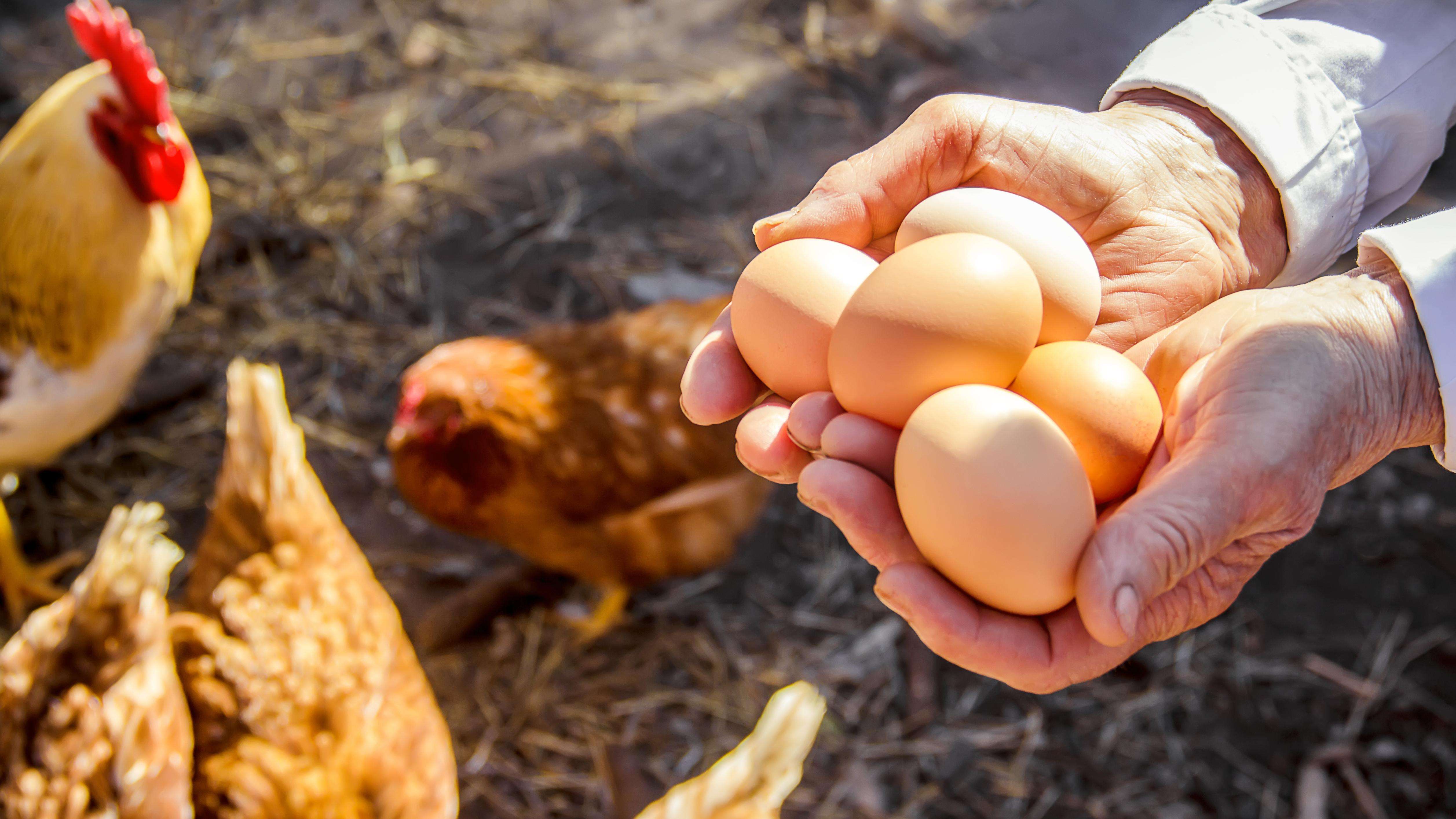 Chicken eggs in hands