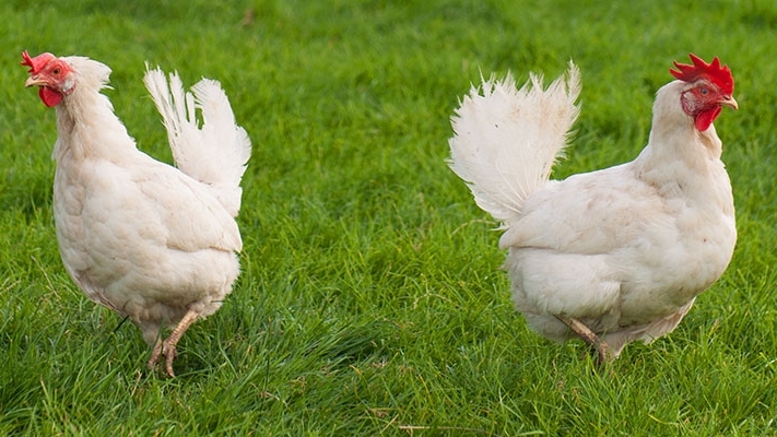 Two white chickens standing in green grass