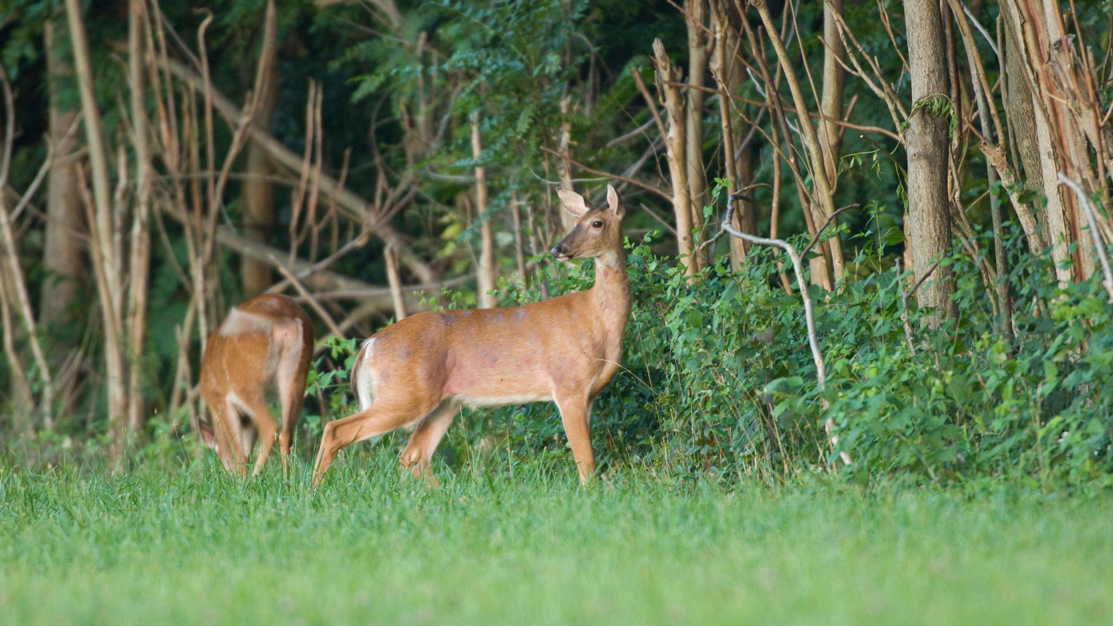 White-tailed deer standing at the edge of a grassy, tree-lined field.