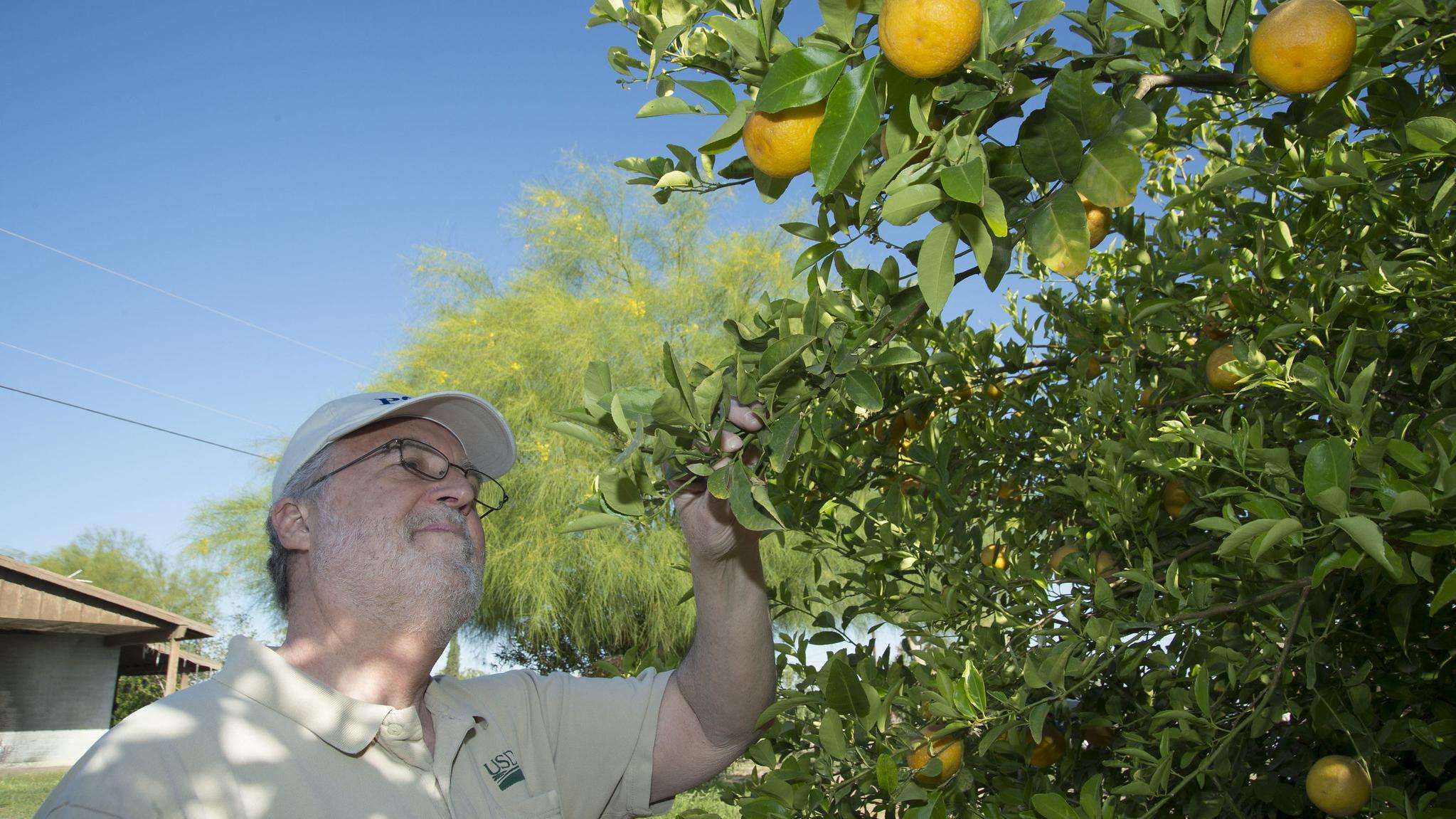 USDA inspector looking at citrus tree.